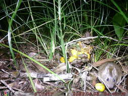 Image of Australian Pale Field Rat