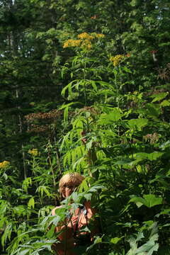 Image of Aleutian ragwort