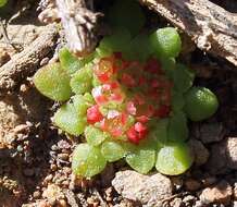 Image of Crassula pageae Tölken