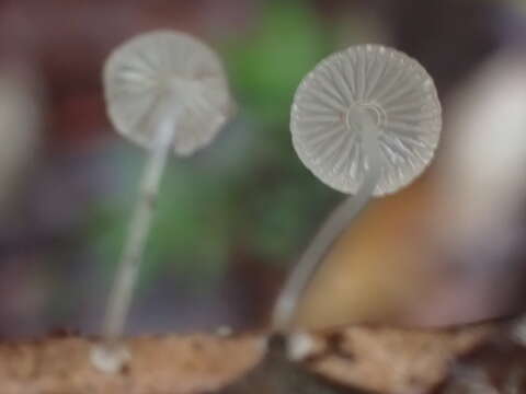 Image of Mycena stylobates (Pers.) P. Kumm. 1871