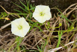 Image de Convolvulus crenatifolius Ruiz & Pav.