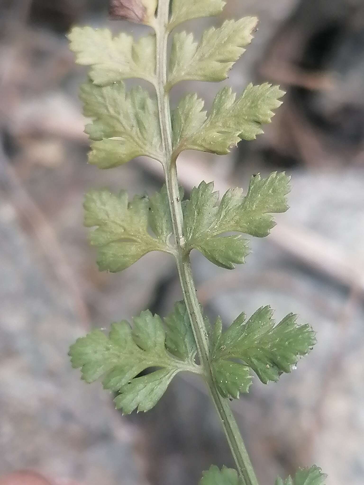 Image of Asplenium altajense (Komar.) Grubov