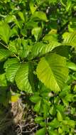 Image of Large-fruited Elm