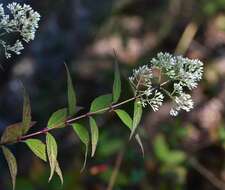 Image of Critonia conzattii (Greenm.) R. King & H. Rob.