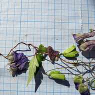 Image of Aconitum stoloniferum Vorosh.