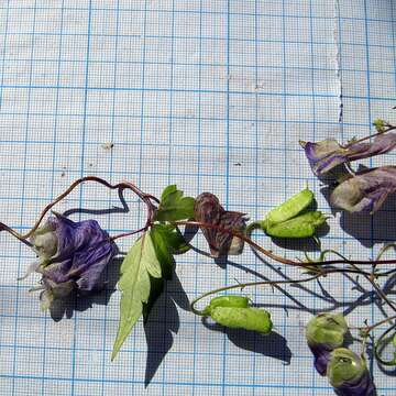 Слика од Aconitum stoloniferum Vorosh.