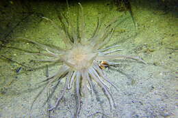 Image of burrowing anemone