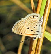 Image of Bright Babul Blue