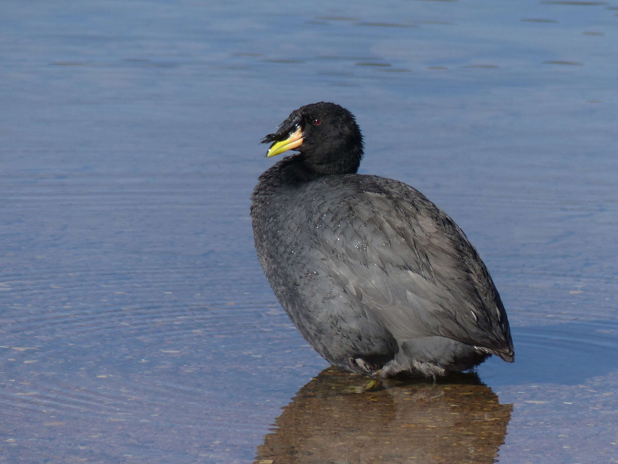 Image of Horned Coot