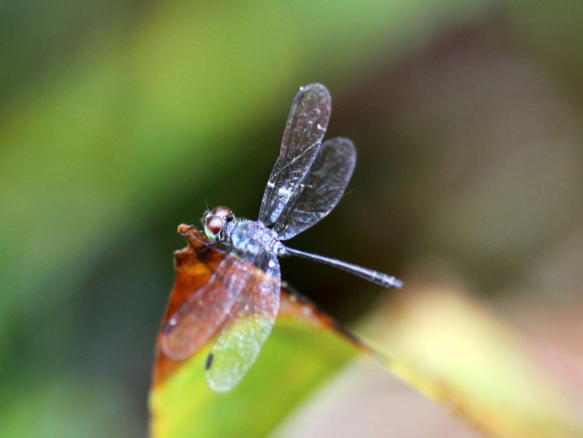 Imagem de Brachygonia puella Lieftinck 1937