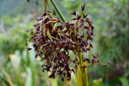 Image of Machaerina iridifolia (Bory) T. Koyama