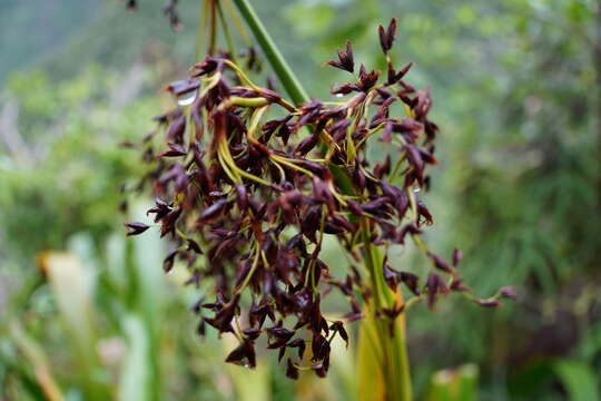 Imagem de Machaerina iridifolia (Bory) T. Koyama