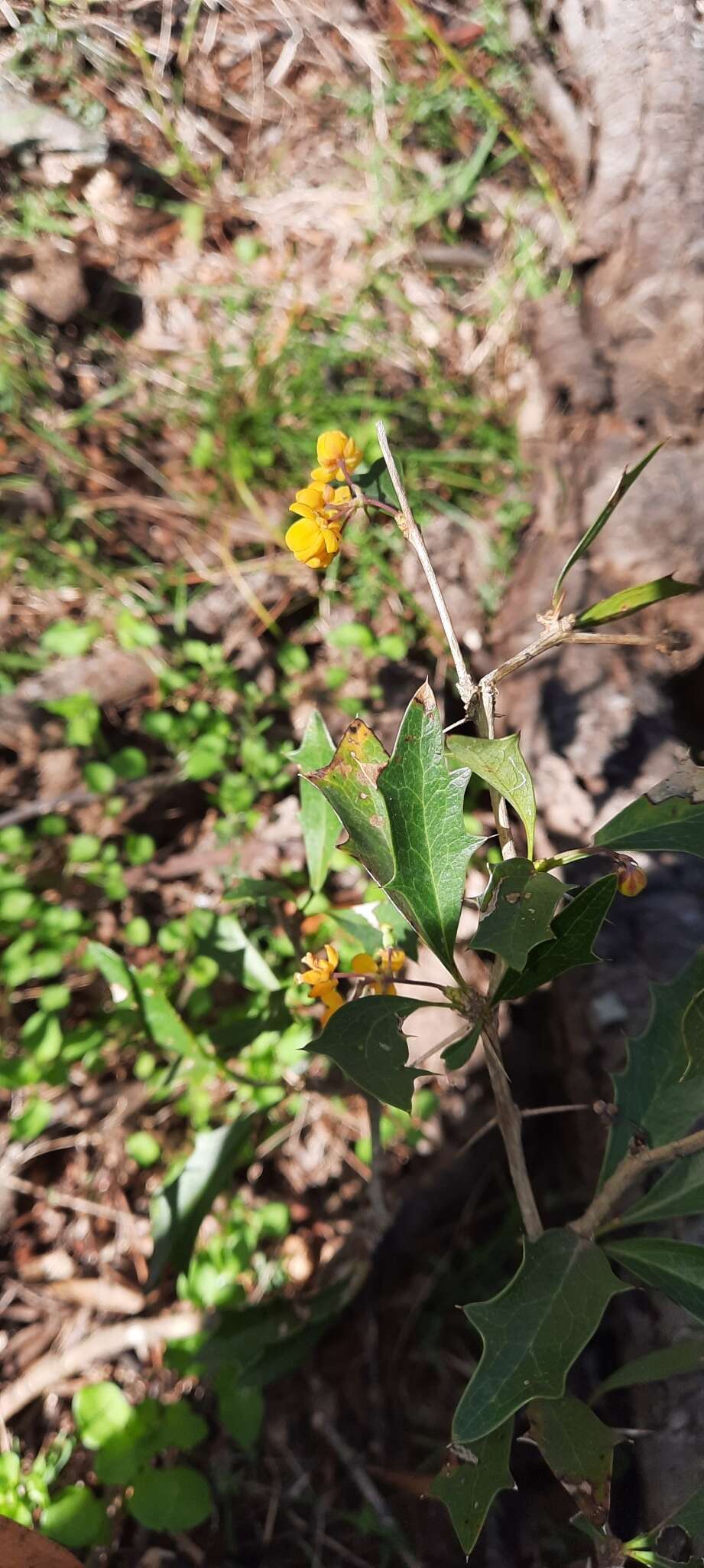 Plancia ëd Berberis ruscifolia Lam.