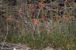 Sivun Penstemon labrosus (A. Gray) Mast. ex Hook. fil. kuva