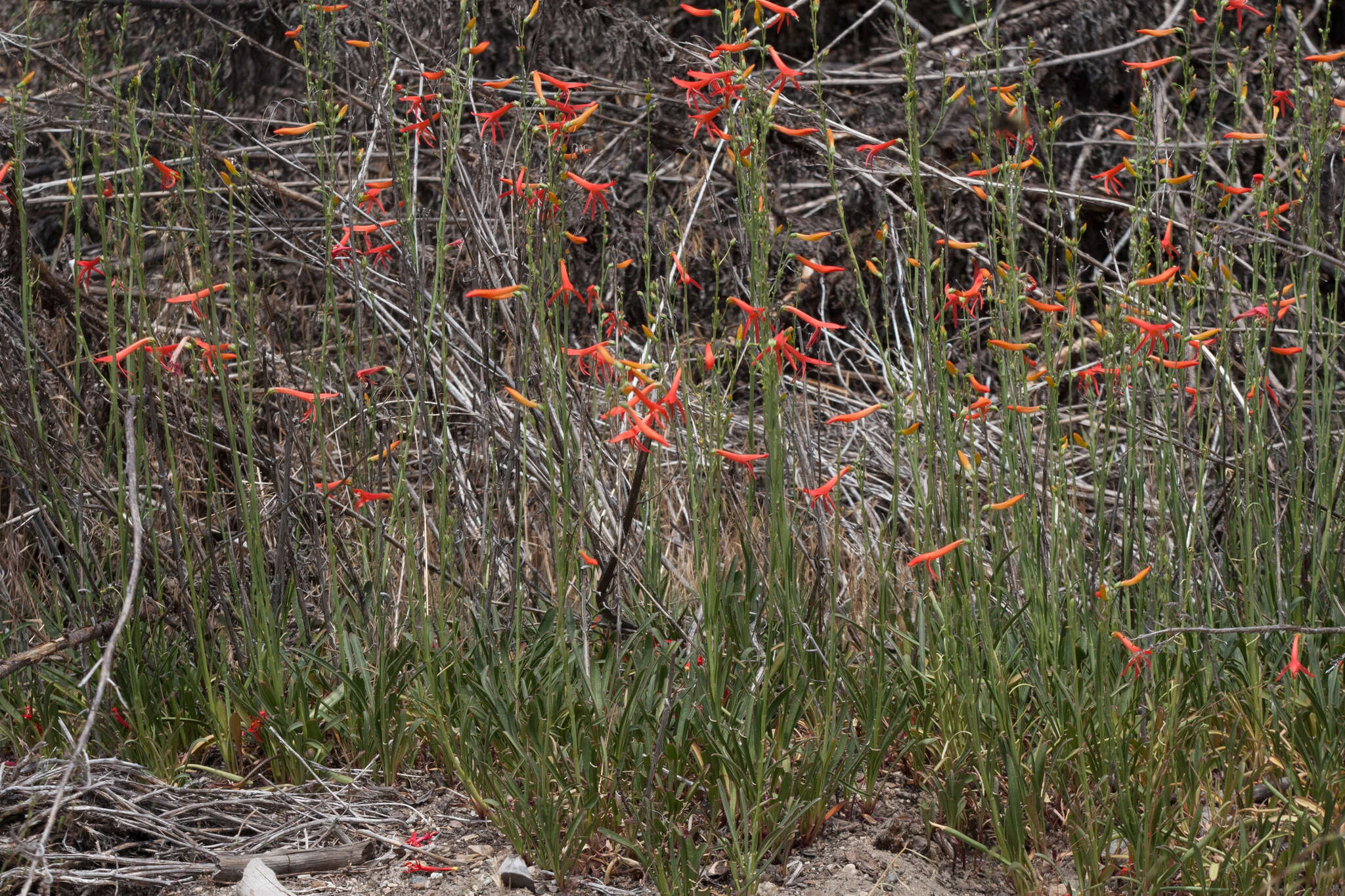 Sivun Penstemon labrosus (A. Gray) Mast. ex Hook. fil. kuva