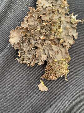 Image of kidney lichen