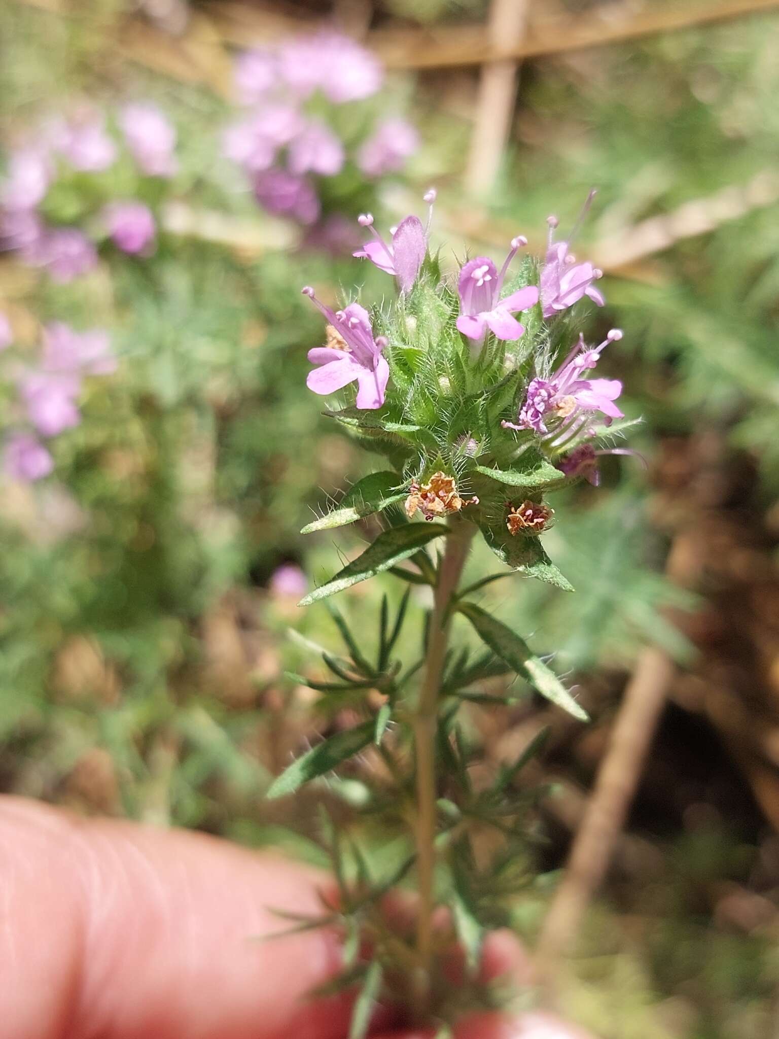 Image of Thymus villosus L.