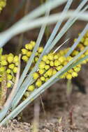 Image de Lomandra multiflora subsp. multiflora