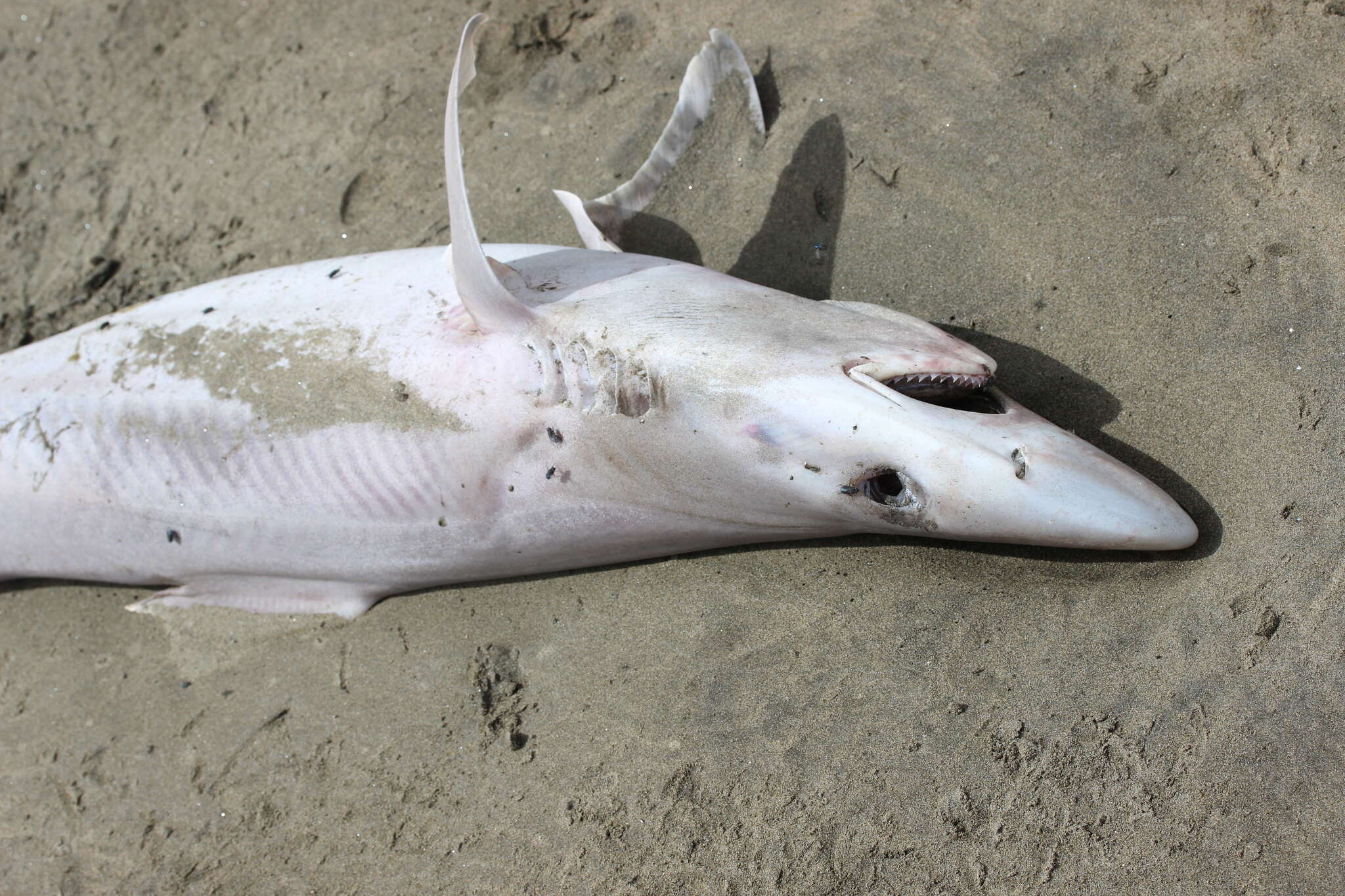 Image of Galeorhinus