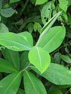 Imagem de Costus glaucus Maas