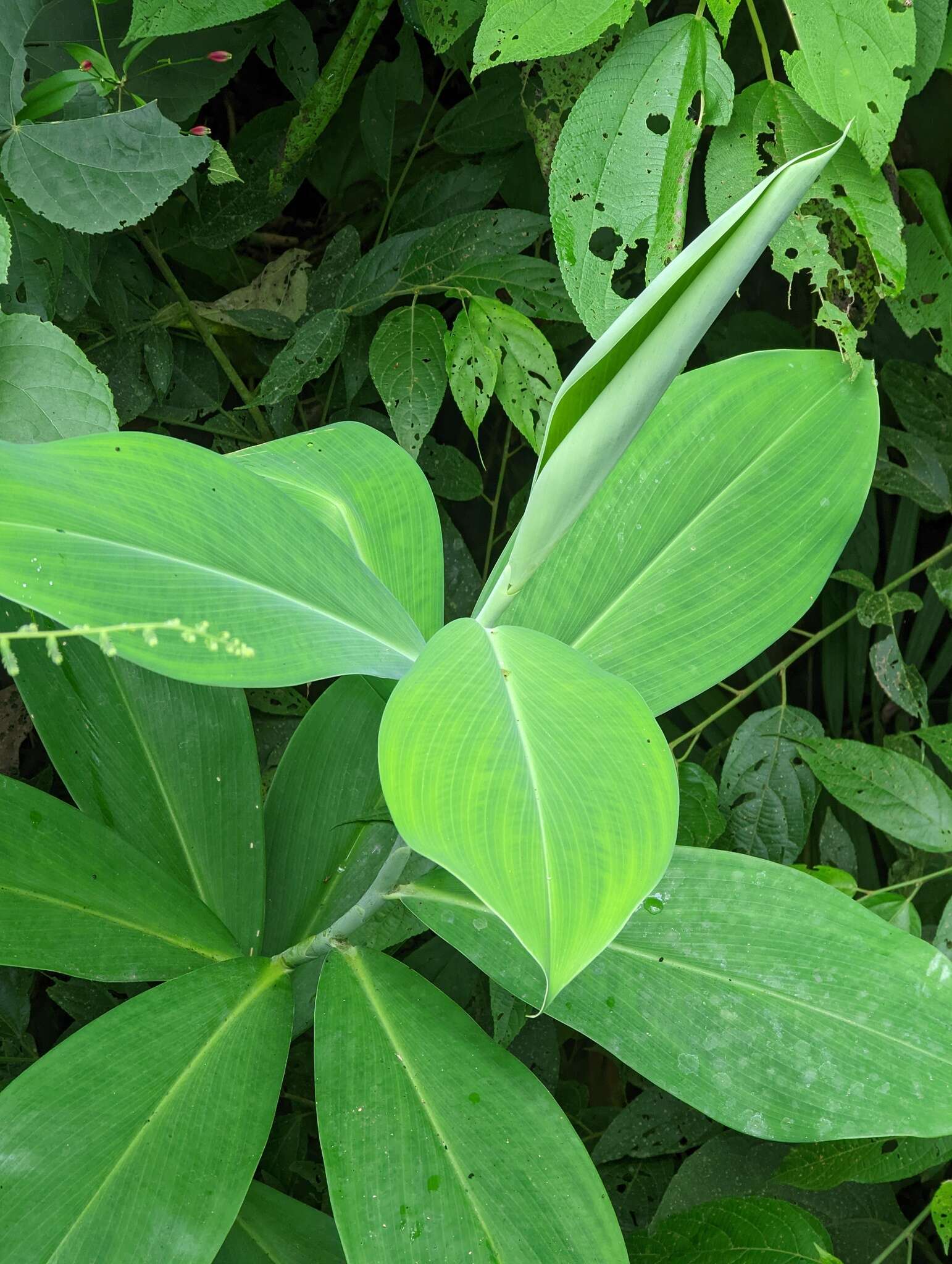 Imagem de Costus glaucus Maas