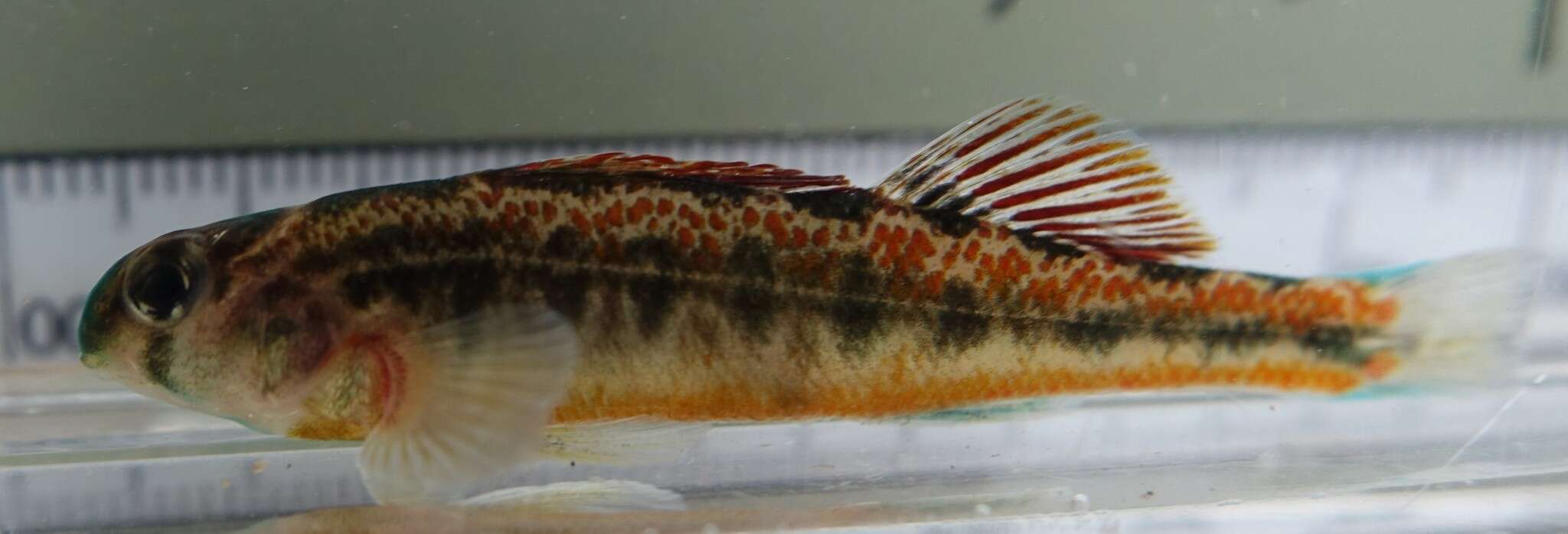 Image of Snubnose Darter