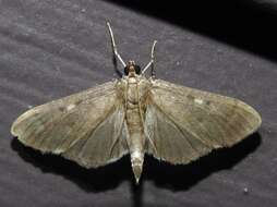 Image of Herpetogramma sphingealis Handfield & Handfield 2011