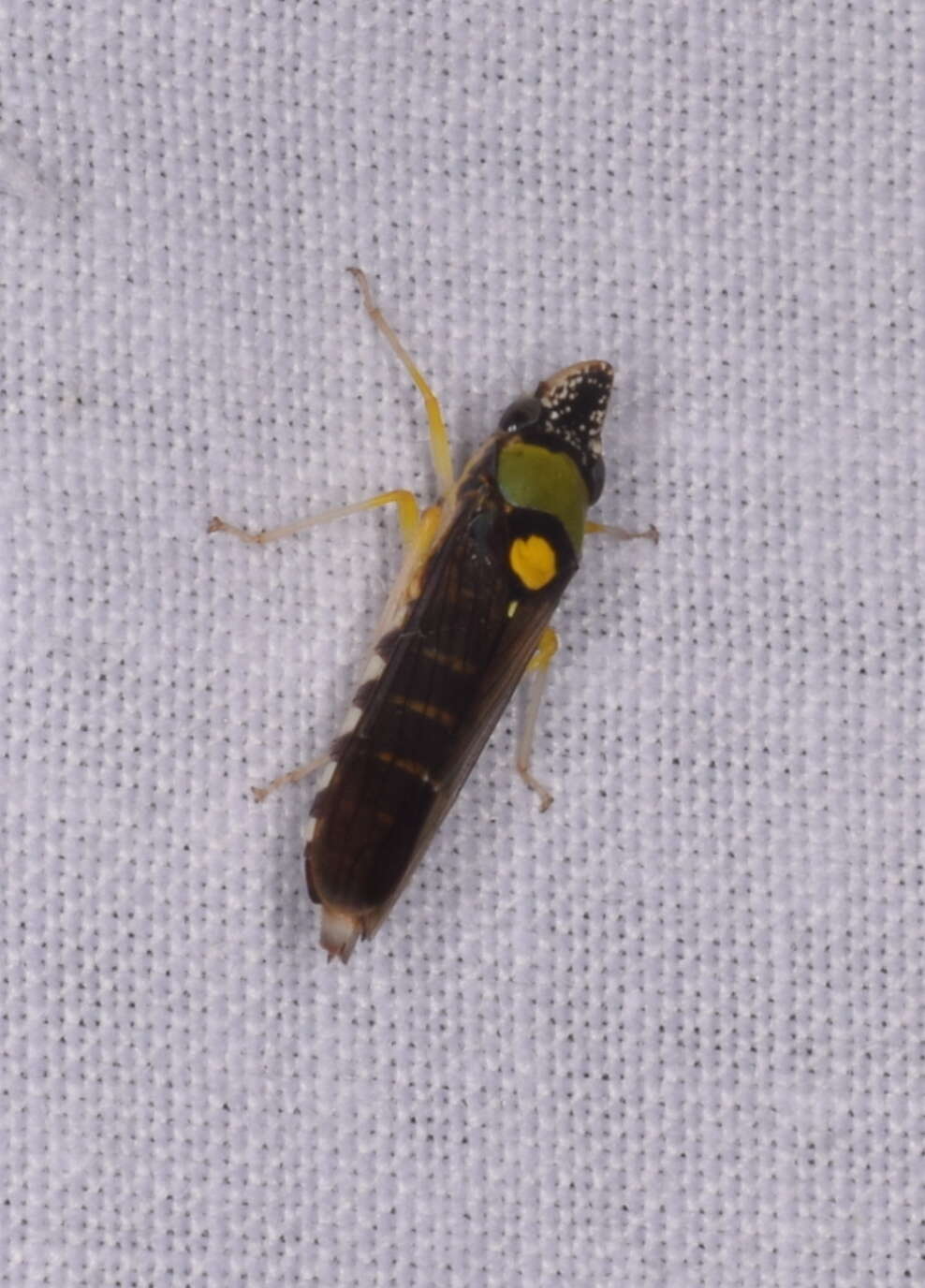 Слика од Acrogonia flavoscutellata (Signoret 1855)