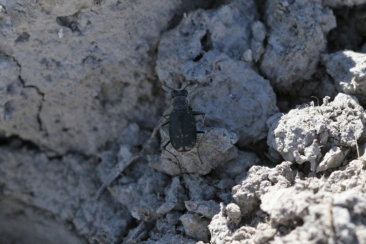 Image of Cicindela (Cicindelidia) amargosae Dahl 1939