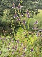 Image of <i>Coleus kirkii</i>