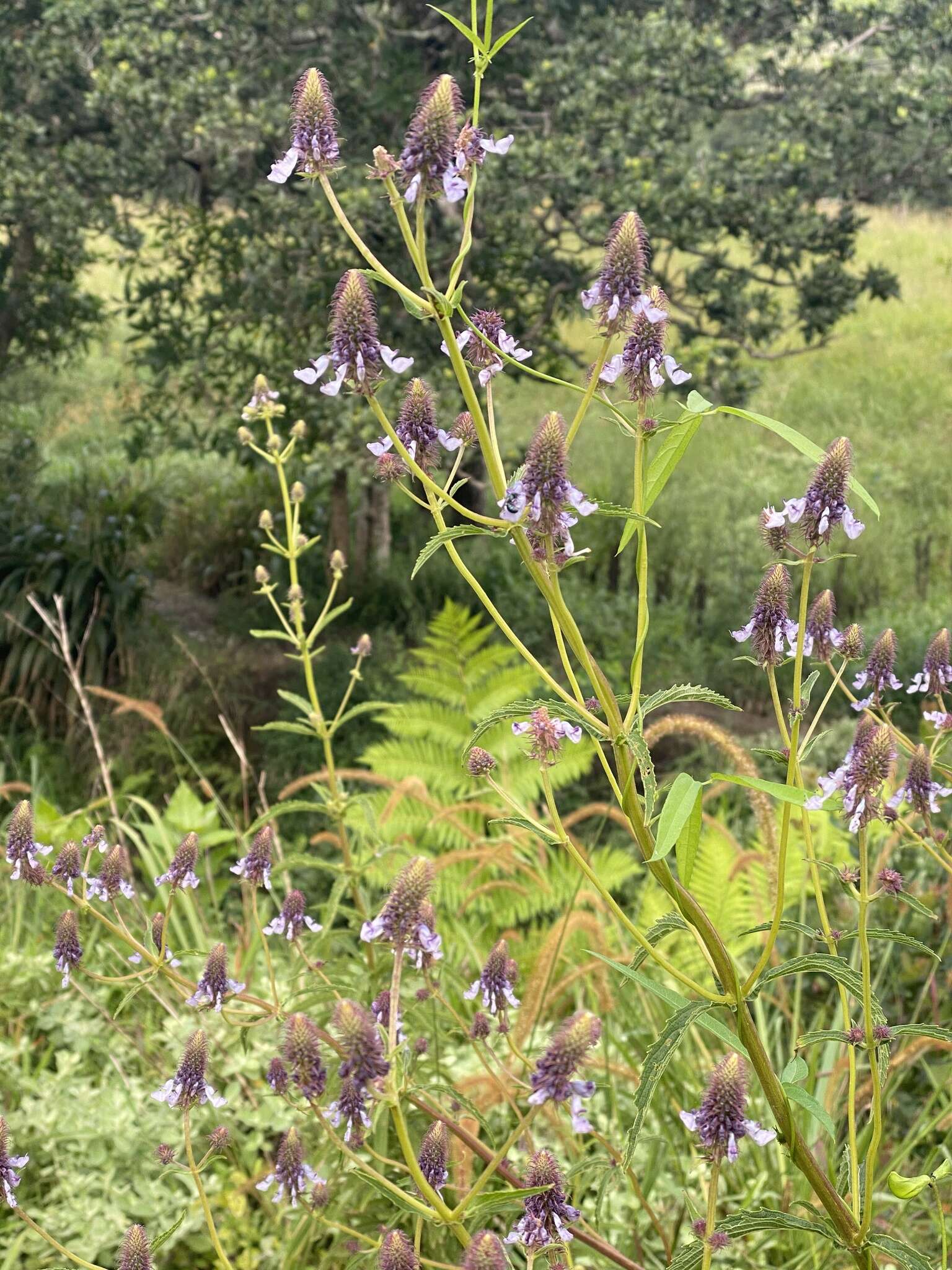 Image of <i>Coleus kirkii</i>