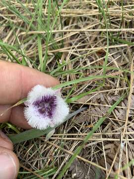 Image of beavertail grass