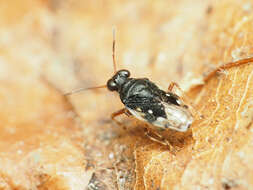 Micracanthia humilis (Say 1832)的圖片