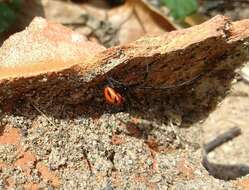 Latrodectus curacaviensis (Müller 1776)的圖片