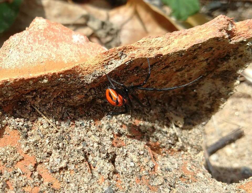 Plancia ëd Latrodectus curacaviensis (Müller 1776)