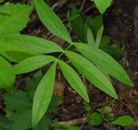 Image of stiff cowbane