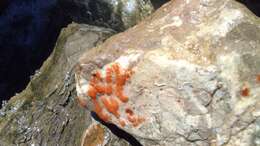 Image of Ascidian