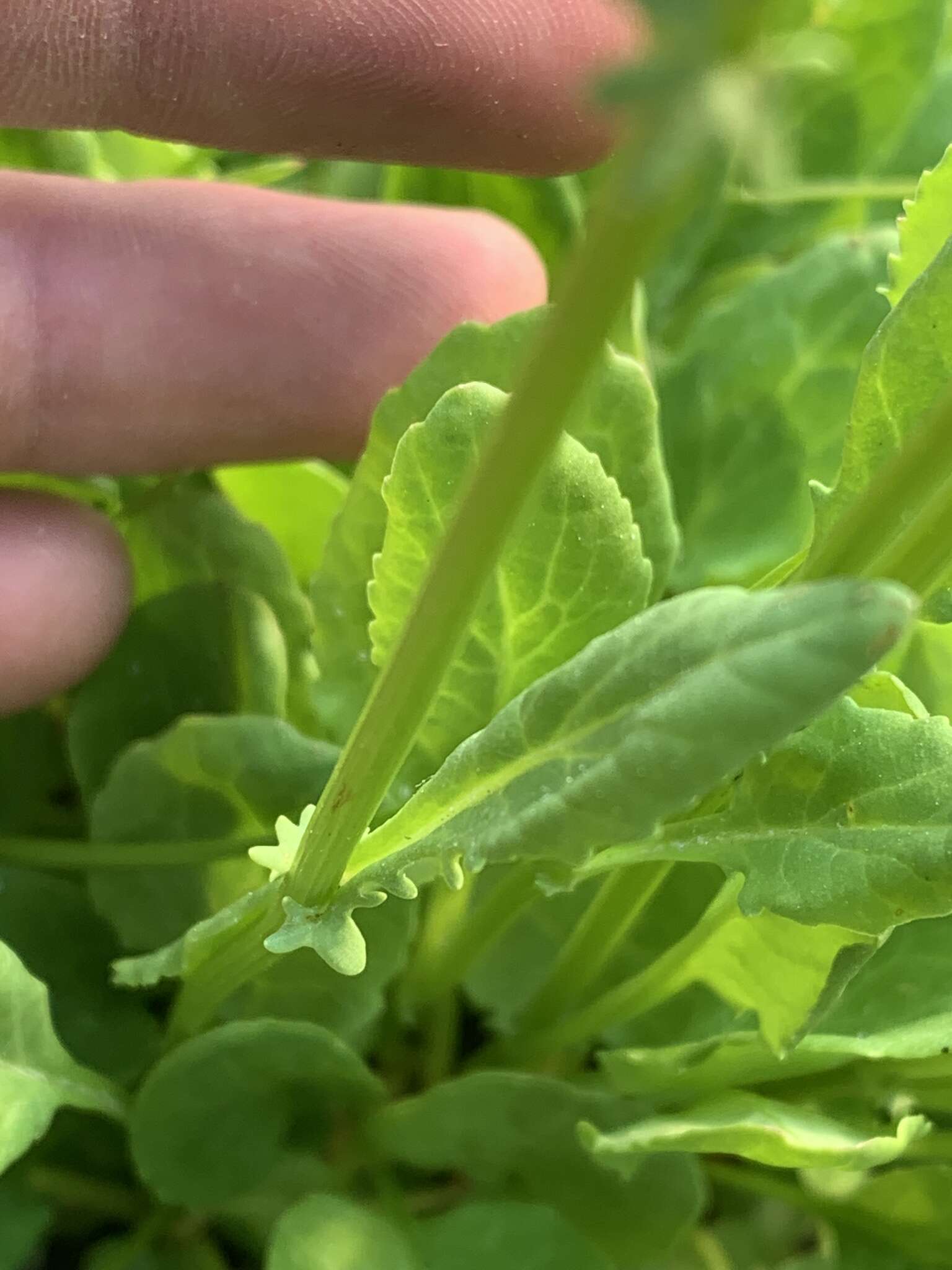 Image of splitleaf groundsel