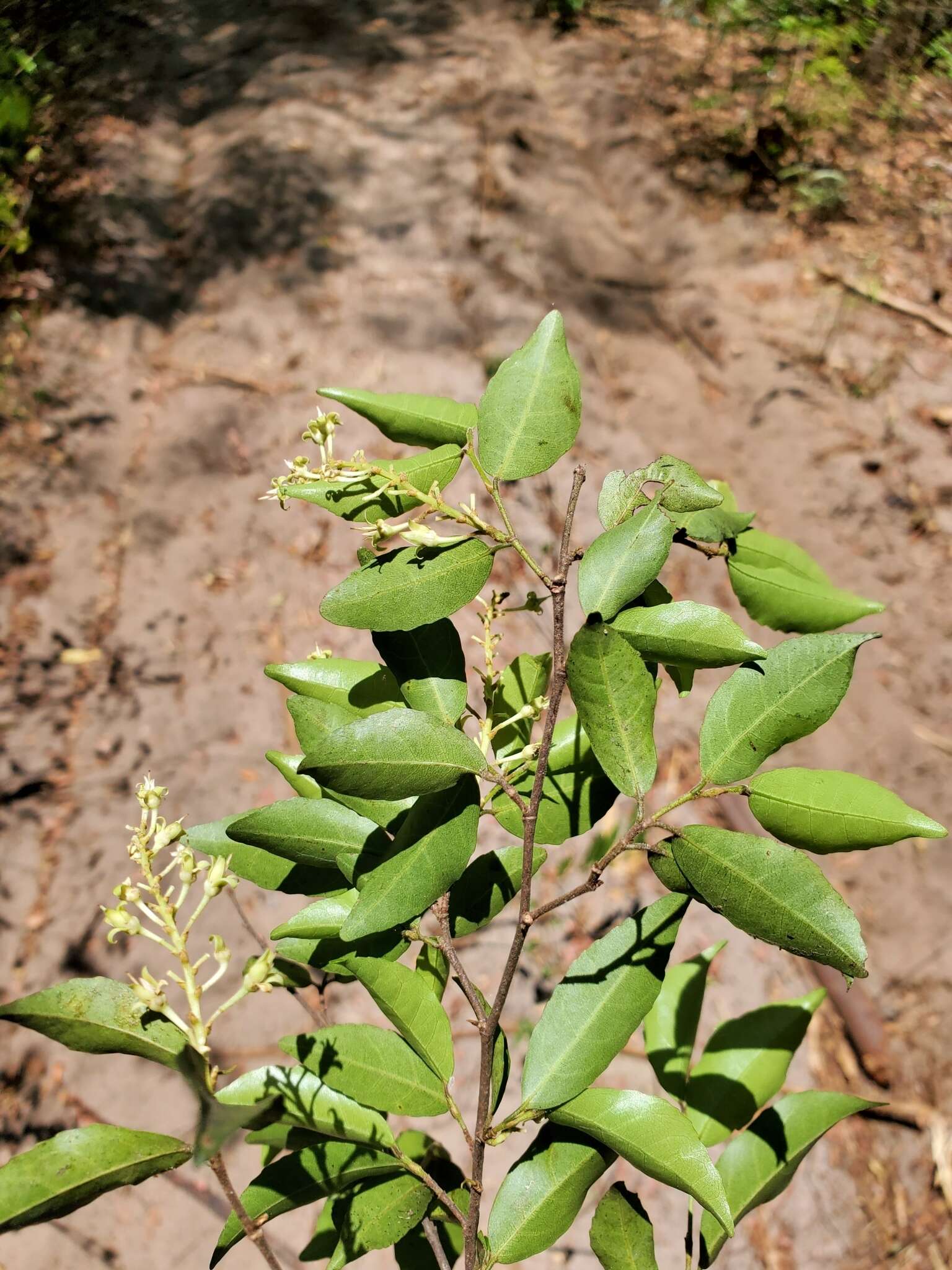Image of Rinorea angustifolia (Thou.) Baill.
