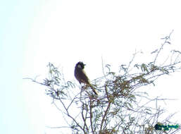 Image of White-eared Bulbul