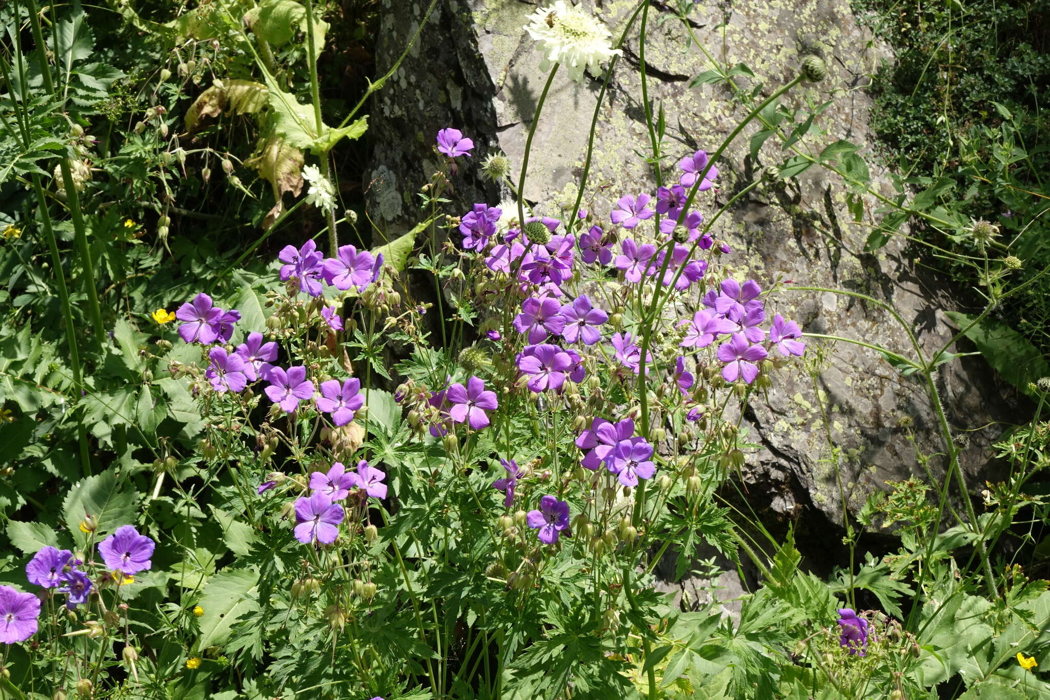 Image of Geranium ruprechtii (Woronow) Grossh.