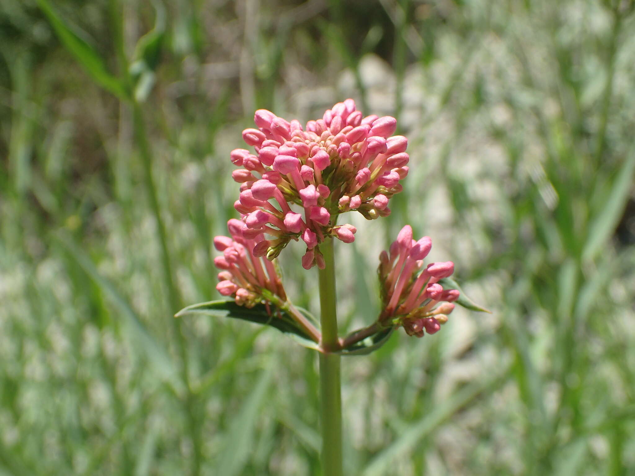 Image of Centranthus lecoqii Jordan