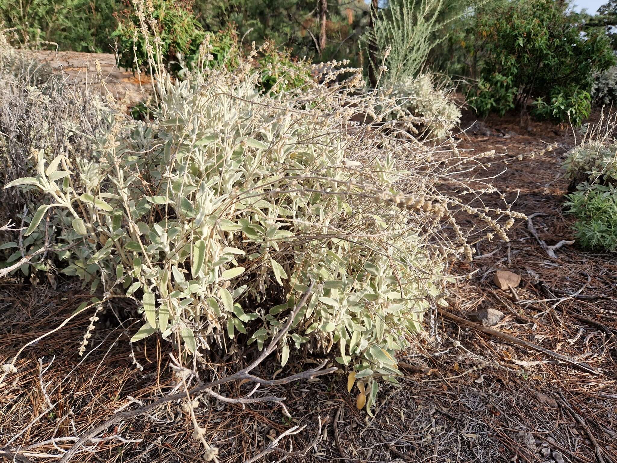 Sideritis oroteneriffae Négrin & P. Pérez resmi