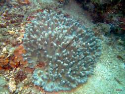 Image of Palm Lettuce Coral