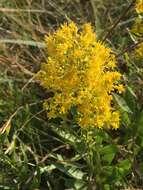 Image of showy goldenrod