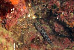 صورة Thorogobius ephippiatus (Lowe 1839)