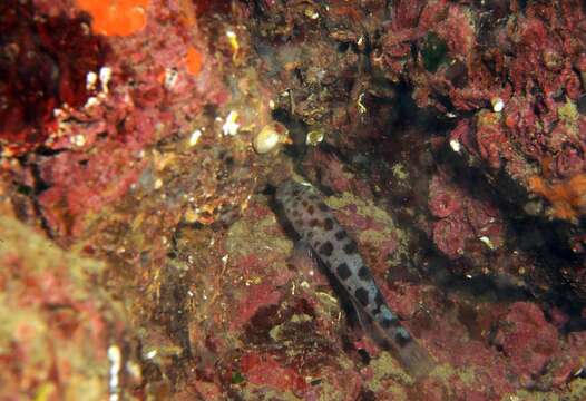 Image of Leopard-spotted Goby