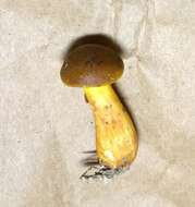 Image of Aureoboletus auriporus (Peck) Pouzar 1957