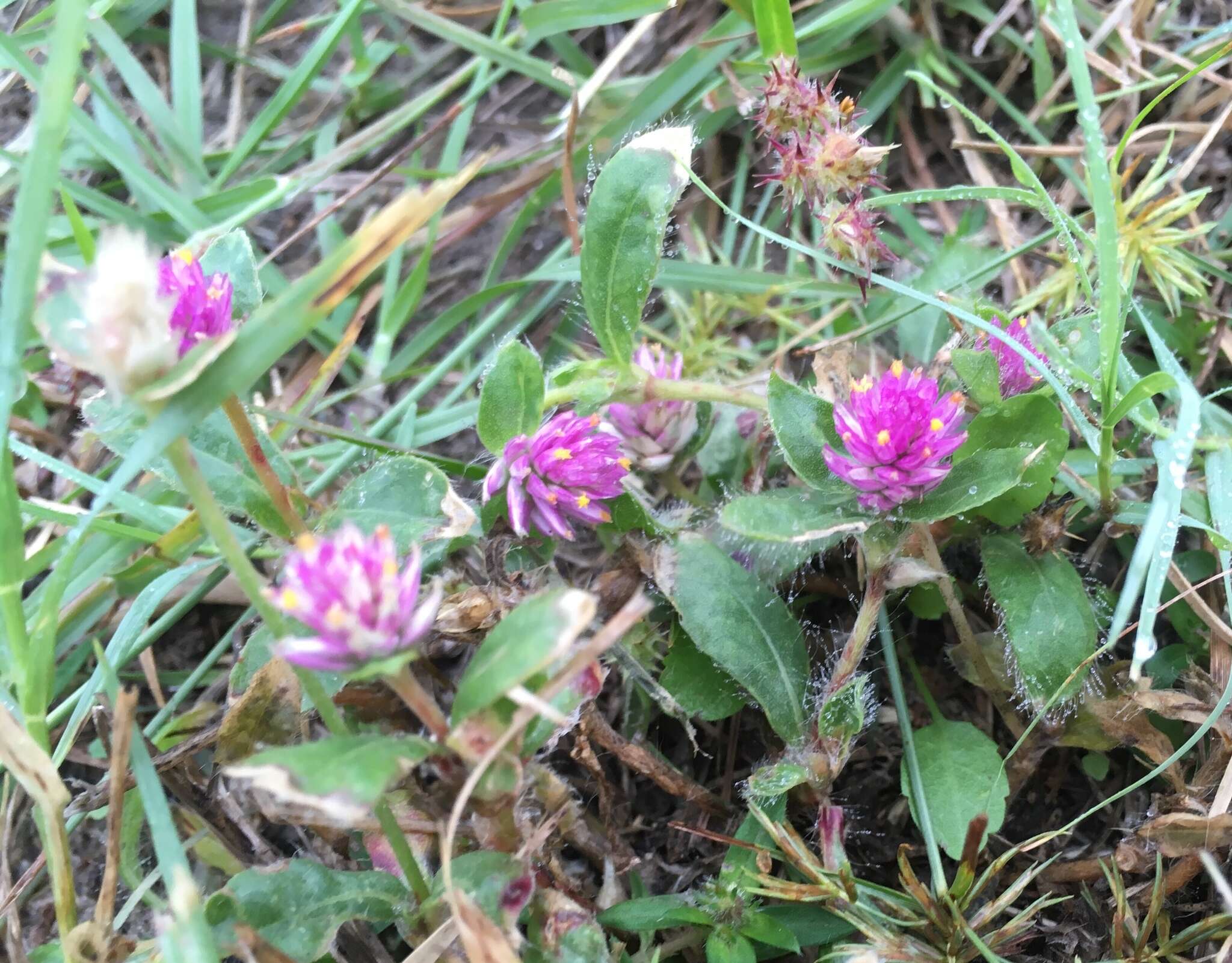 Gomphrena nealleyi Coult. & Fischer. resmi