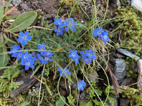 صورة Eritrichium nanum (L.) Gaudin